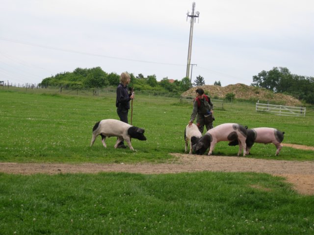 img_9337.jpg