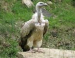 img_9297.jpg