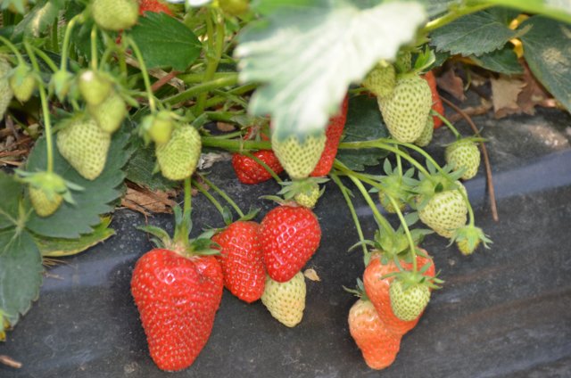 dsc_3192.jpg