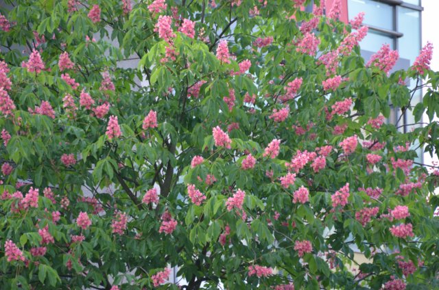 dsc_3260.jpg