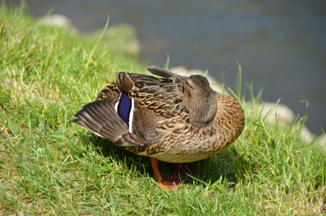 dsc_3667.jpg