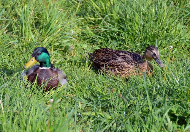 dsc_3667b.jpg