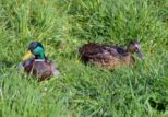 dsc_3667b.jpg