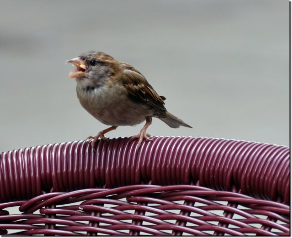 dsc_9733.jpg